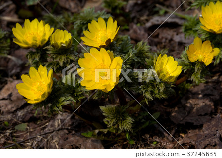 Adonis ramosa Adonis ramosa 37245635