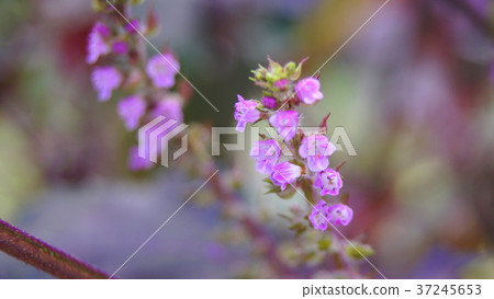 Akajiso（紅紫蘇）花 37245653