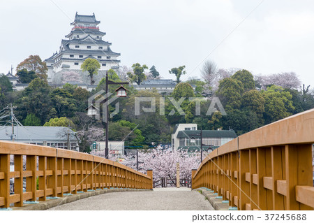 唐津城和櫻花 37245688
