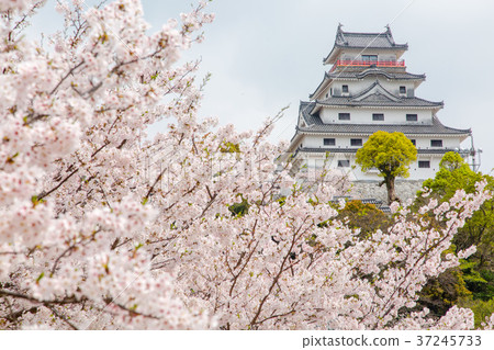 櫻花和唐津城堡 37245733