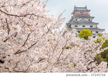 Sakura and Karatsu Castle 37245738