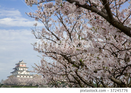 櫻花和唐津城堡 37245776
