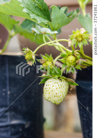 close-up of the strawberry in the garden close-up of the strawberry in the garden 37245861