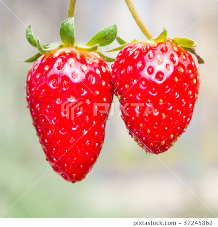 Strawberry isolated on blurred background Strawberry isolated on blurred background 37245862