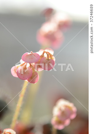 Cute flower Begonia 37246689