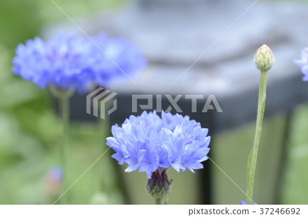 Blue cornflower Blue cornflower 37246692