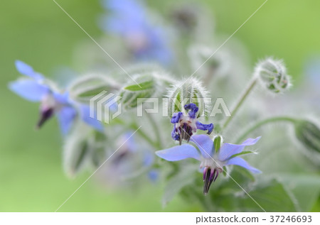 Cute flower (policy) 37246693