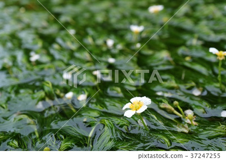 Mishima Bai duck White flower Underwater flower Mishima Bai duck White flower Underwater flower 37247255