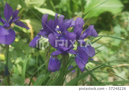 鳶尾花 37248226