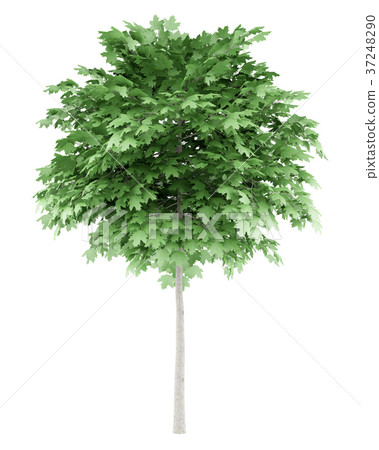 norway maple tree isolated on white background 37248290