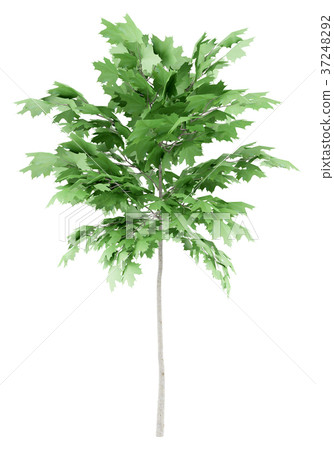 norway maple tree isolated on white background norway maple tree isolated on white background 37248292