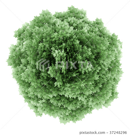 top view of norway maple tree isolated on white top view of norway maple tree isolated on white 37248296