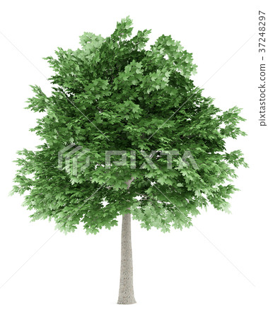 norway maple tree isolated on white background 37248297