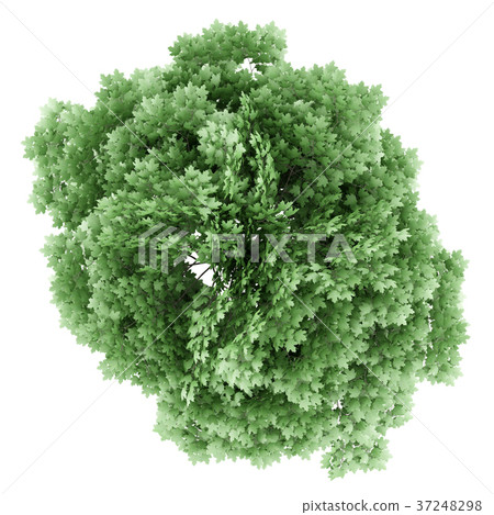 top view of norway maple tree isolated on white 37248298