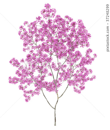 red lapacho tree isolated on white background red lapacho tree isolated on white background 37248299