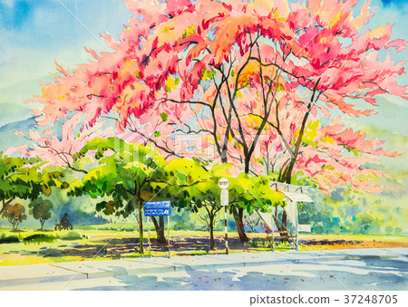 Painting watercolor landscape of beauty sakura. Painting watercolor landscape of beauty sakura. 37248705