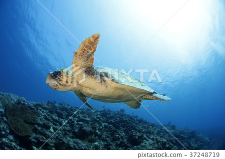 Loggerhead turtle 37248719