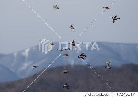 Isukas flying to the snowy mountain back 37249117