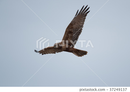 Flying winter bird Chuhi 37249137