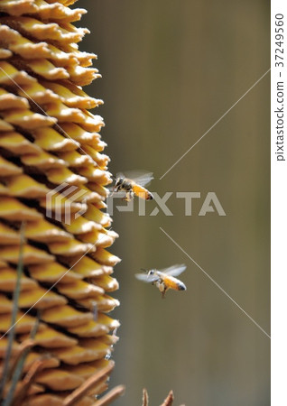 Saute's Male Flower and Western Bee Saute's Male Flower and Western Bee 37249560