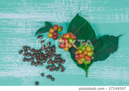 fresh coffee beans and dry coffee beans on color  37249597