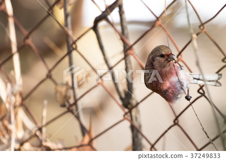 Benimasico停在草地上 Benimasico停在草地上 37249833