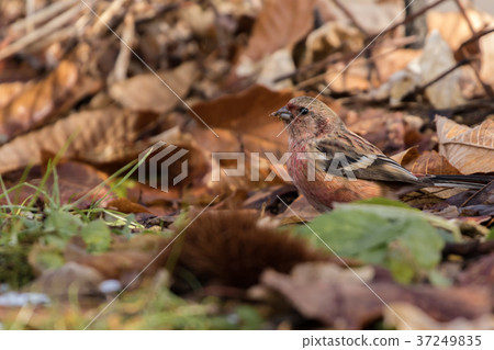 貝尼馬西科下到了地上 貝尼馬西科下到了地上 37249835