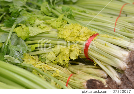 Bunch of Chinese celery 37250057