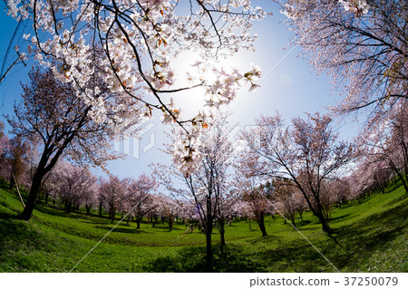 盛開的櫻花和春天的陽光 盛開的櫻花和春天的陽光 37250079