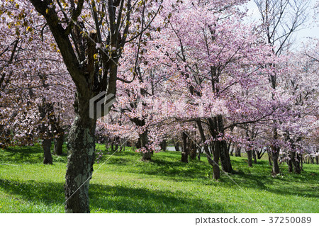 Sakura in full bloom of the park 37250089