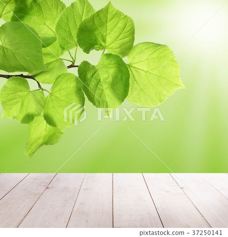 Spring Linden Leaves and Green Bokeh Sparkle 37250141