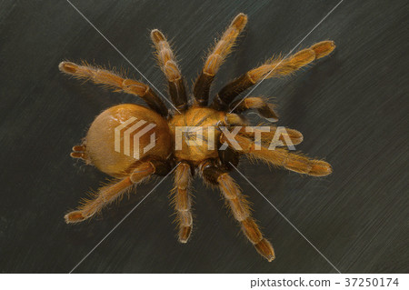 Mustard tarantula, Thrigmopoeus insignis, India. 37250174