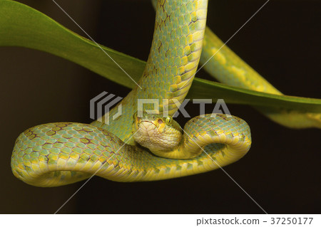 Bamboo pit viper Trimeresurus gramineus, India 37250177
