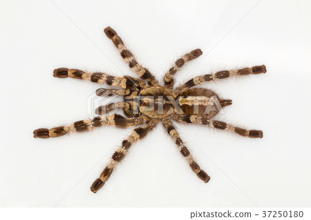 Arboreal tarantula, Poecilotheria tigrinawesseli  37250180