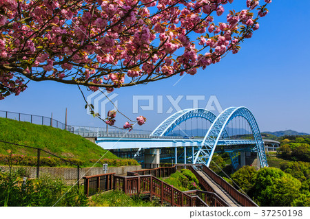 Shinsaikai Bridge and cherry blossoms 37250198