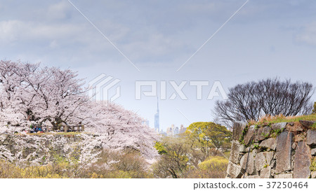 View of the city from the Fukuoka Castle castle tower 16: 9 37250464