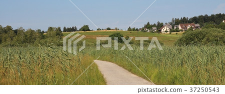 Footpath leading trough reed. Footpath leading trough reed. 37250543