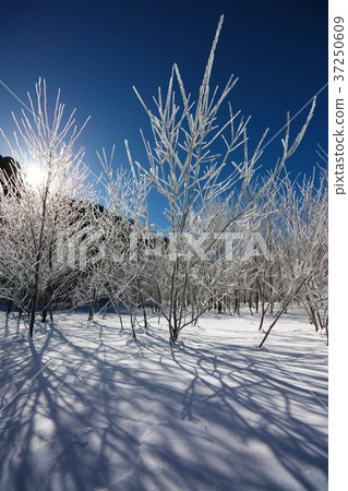 A tree A tree 37250609