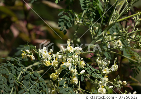 White flower of Horse radish tree White flower of Horse radish tree 37250612