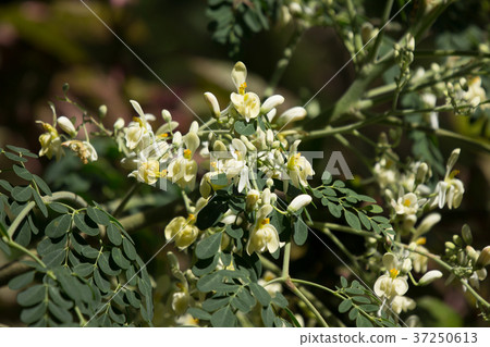 White flower of Horse radish tree White flower of Horse radish tree 37250613
