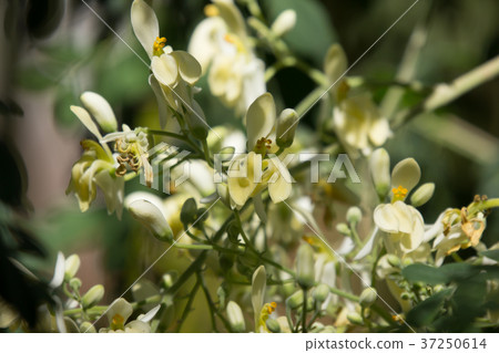 White flower of Horse radish tree 37250614