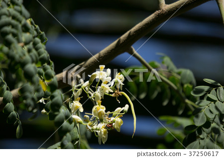 White flower of Horse radish tree White flower of Horse radish tree 37250617