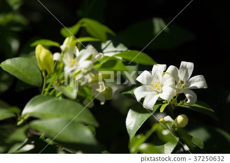 Orange Jessamine flowers Orange Jessamine flowers 37250632