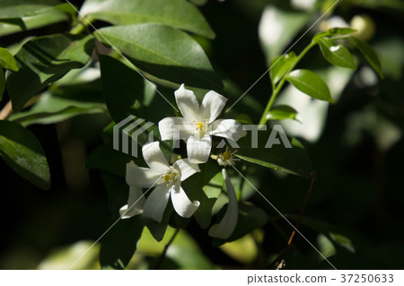 Orange Jessamine flowers Orange Jessamine flowers 37250633