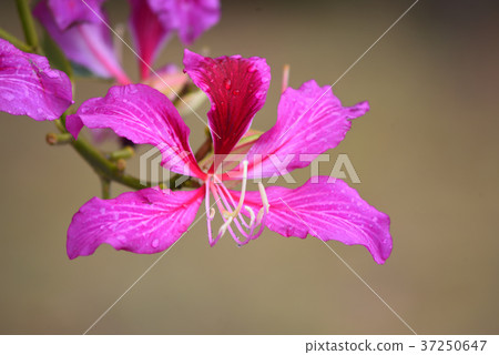 Yoteiboku（Sosinka） 37250647