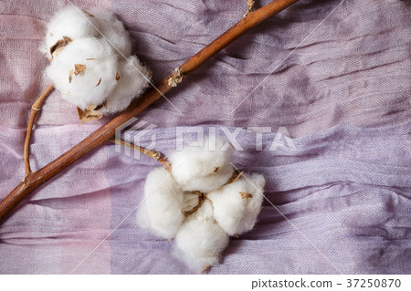Cotton plant flower branch on purple cloth Cotton plant flower branch on purple cloth 37250870
