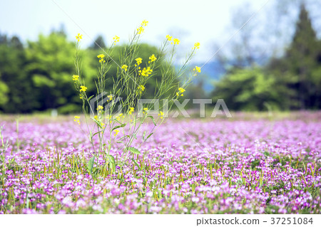 花田和油菜花 花田和油菜花 37251084