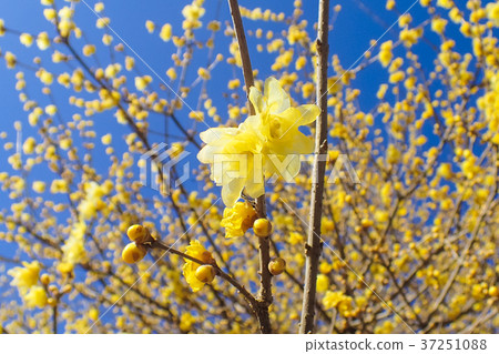 Wax plum and blue sky 1 37251088