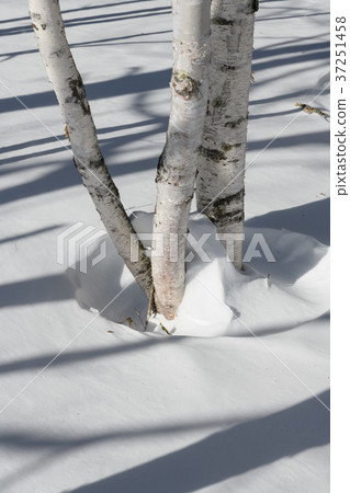 Birch Bark 37251458