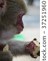 A monkey eating a salmon 37251960